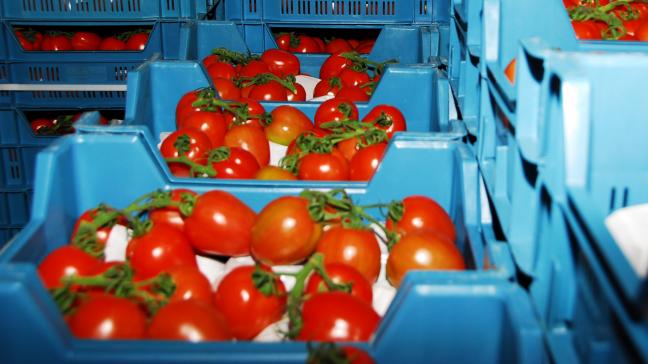 In 2019 werd 227.000 ton tomaten verhandeld via de producentenorganisaties - de tuinbouwveilingen - tegen een gemiddelde prijs van 0,75 euro per kilogram.
