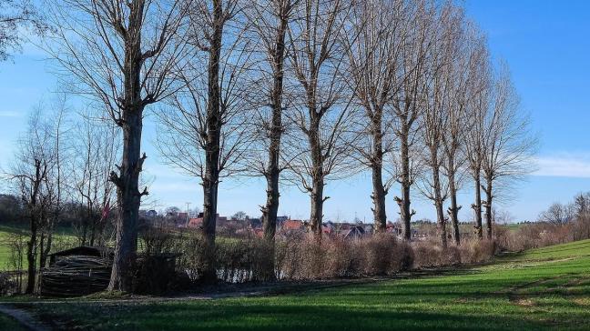 De genetisch gemodificeerde bomen zijn tot vandaag enkel nog maar bestudeerd in een serre en daar groeien ze net zoals gewone populieren (foto). Nu wordt de groei op een ILVO-proefveld uitgevoerd.