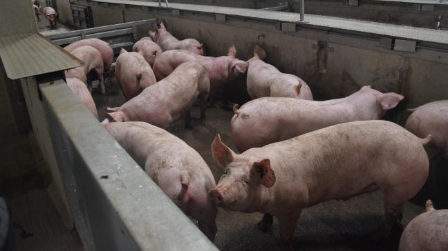 De varkenshouders zijn door hun reserves heen, terwijl het varkenslapje duurder wordt.