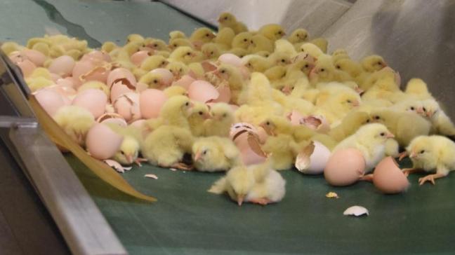 De mannelijke kuikens worden vaak na geboorte meteen geruimd omdat ze geen eieren leggen.