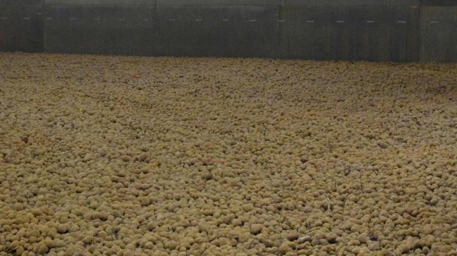 De totale Belgische voorraad werd begin februari geschat op 2,62 miljoen ton aardappelen, volgens berekeningen van het PCA.