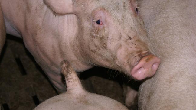 Groepsbehandelingen met antibacteriële middelen worden frequent toegepast bij varkens.