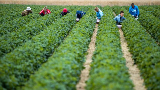 In de toekomst zullen niet- Europese seizoenarbeiders ook het sectorloon verdienen.