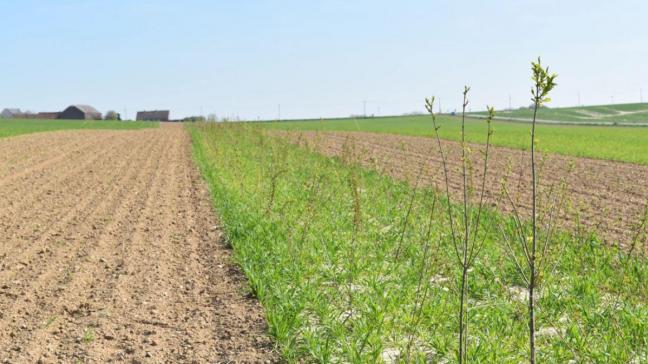 Eric Barchman plantte bijna 3 km heggen op zijn velden in Overijse.