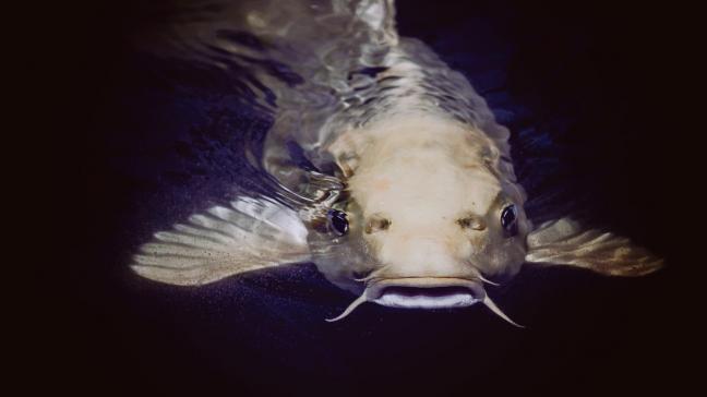 51% van de bekende vissoorten leeft in zoetwater.