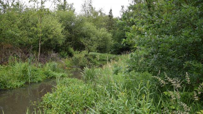 De projecten zullen aan tal van habitats en soorten ten goede komen (onder meer bossen, rivieren, landbouwgronden, graslanden, veengebieden, in het water levende soorten en vogels).