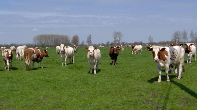 Jos Raymaekers ziet de veestapel in België graag verkleinen.