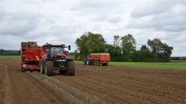 Op de 2 velden werd al bij al een mooie opbrengst gehaald van 44 ton/ha met weinig knollen in de bovenmaten.