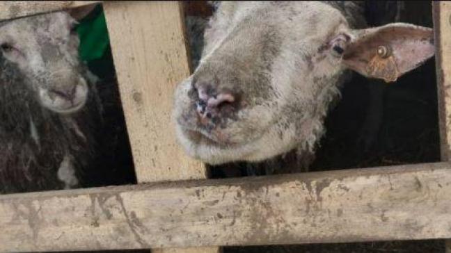 Het openbare ministerie vorderde een levenslang verbod op het houden van dieren voor de veeteler uit Bertem.
