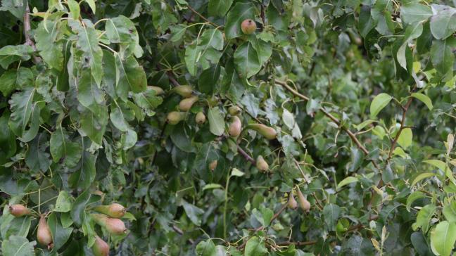 Een extra focus bij de exportsteun ligt op het Verenigd Koninkrijk opdat onze exporteurs er hun uitstekende marktpositie kunnen behouden en versterken.