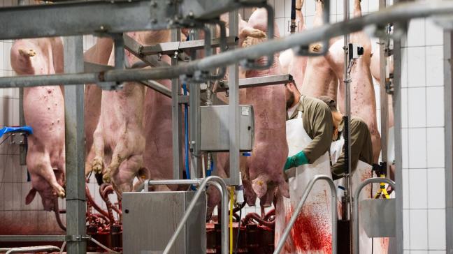 Over het hele jaar 2020 werden 11,2 miljoen varkens geslacht.