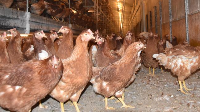 Supermarkten moesten massaal eieren uit de schappen halen en pluimveebedrijven moesten op slot.