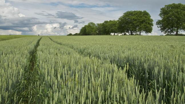 Het indexcijfer van de graanprijzen van de FAO lag gemiddeld 1,2 procent hoger dan in januari.