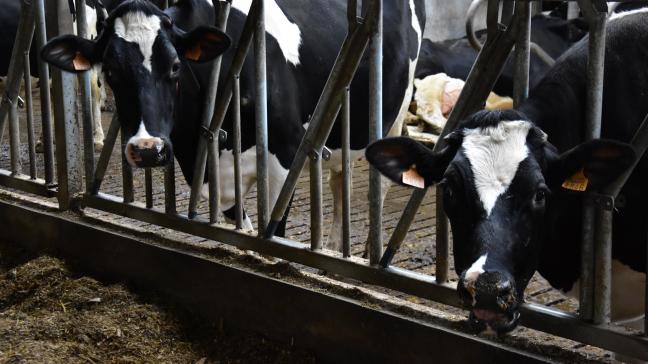 De melkprijsontwikkeling voor de komende 2 maanden blijft lastig in te schatten.
