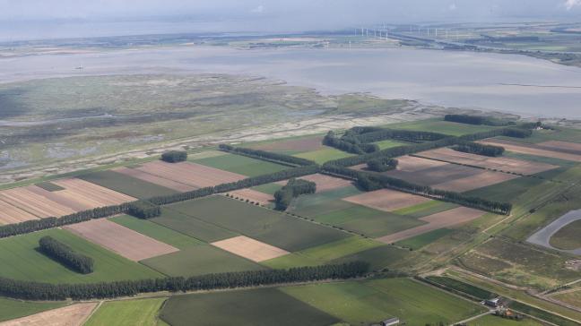 Landbouwvelden in de Hertogin Hedwigepolder in 2014, dit beeld is intussen voltooid verleden tijd.