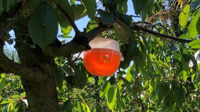 De gemeenten Borgloon en Hoeselt pakken de kersenvlieg aan via speciale vallen.