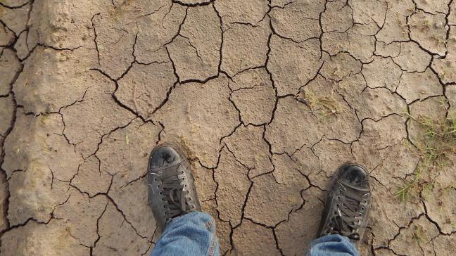 Volgens het rapport is droogte de grootste veroorzaker van productieverlies in de landbouw, gevolgd door overstromingen, stormen, plagen en ziekten, en natuurbranden.