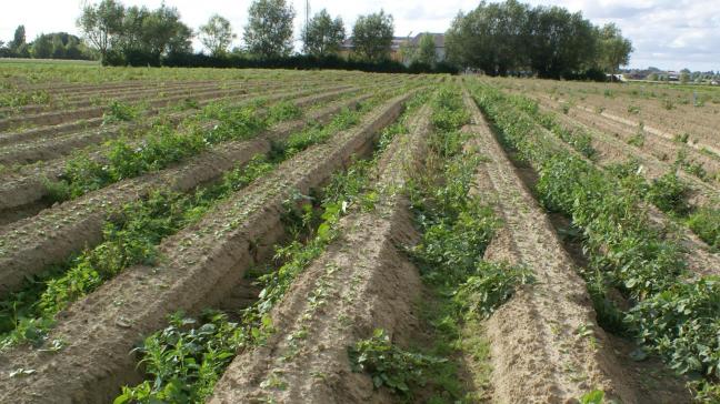 Vlaanderen trekt geld uit voor onderzoeksprojecten in de biologische landbouw.