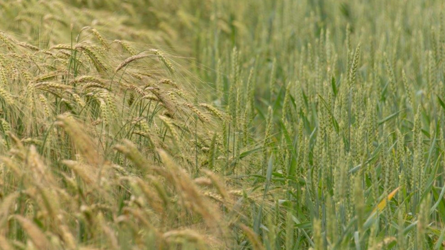 Zodra de uiterlijke datum voor het aanduiden van een equivalente maatregel op perceelsniveau overschreden is (30 april of 31 oktober), moet de landbouwer de voorwaarden van die equivalente maatregel naleven op de aangeduide percelen.