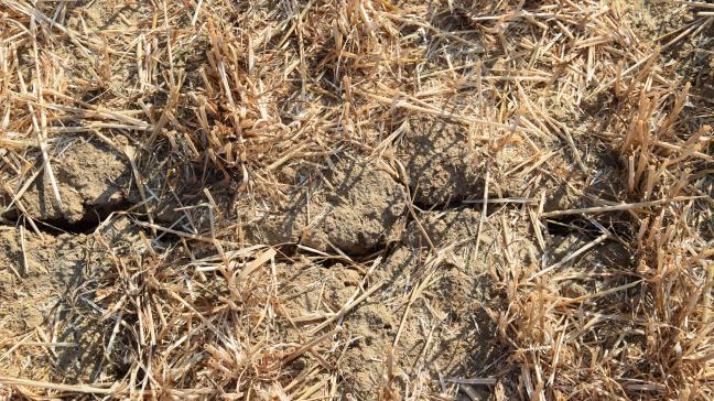 De afgelopen 50 jaar is de ernst van de impact van hittegolven en droogte op de Europese oogsten verdrievoudigd.