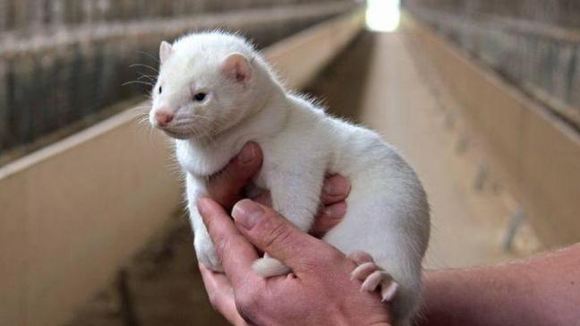 Vlaams Dierenminister Ben Weyts lag aan de basis van het uitdoofscenario voor de pelsdierkweek en de foie grasproductie waarbij dwangvoeding gebruikt wordt.