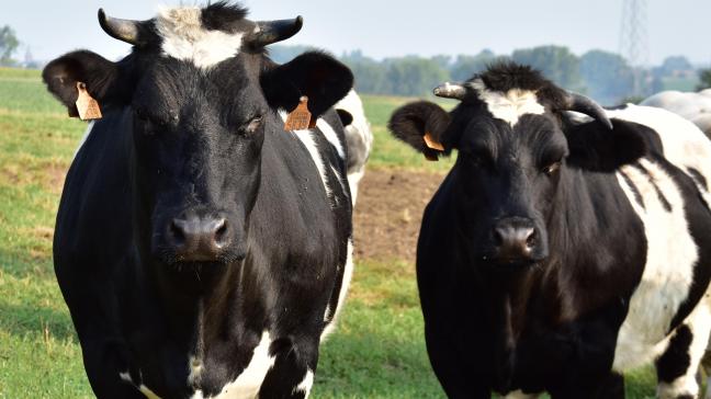 Via deze bevraging willen ILVO en UGent een beeld krijgen van de uitdagingen en vragen van veehouders die overwegen om te schakelen, in omschakeling zitten, of reeds biologisch produceren.