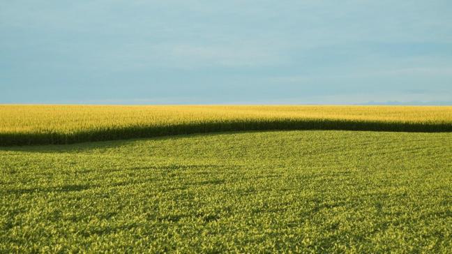 Volgens de ondertekenaars tonen wetenschappelijke publicaties dat de nieuwe gentechnieken ingrijpende genetische veranderingen mogelijk maken, die heel erg kunnen verschillen van veranderingen die in de natuur voorkomen.