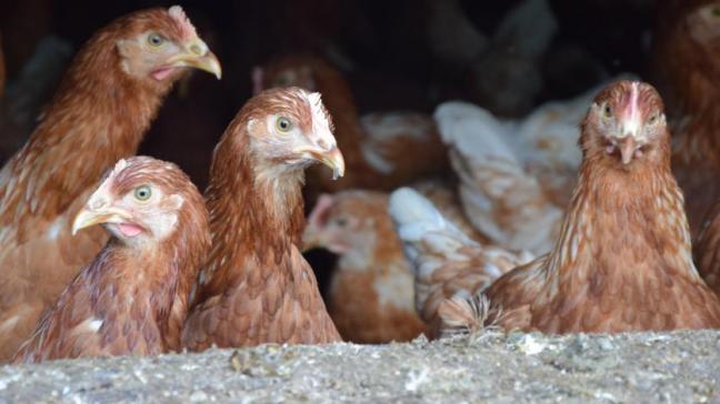 De hoofdverdachten bestreden bloedluis in stallen van kippenboeren met fipronil, een insecticide die niet gebruikt mag worden bij de productie van voedingsmiddelen.