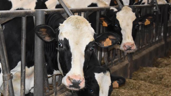 De 3.994 melkveehouders die er in 2020 waren (in 2019 waren er nog 4.107), produceerden samen 4,29% meer melk dan het jaar ervoor.