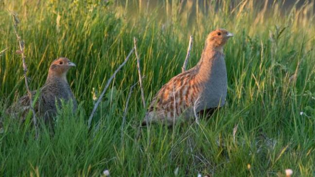 Bij de opmaak en de implementatie van de soortenbeschermingsplannen ‘Akkervogels’ en ‘Grauwe Kiekendief’ is al op constructieve manier overlegd tussen de beide administraties en de belanghebbenden.