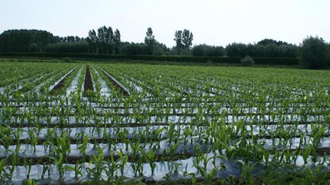 Het Vlaams Instituut voor Biotechnologie (VIB) legde jaren geleden een proefveld aan met genetisch gemodificeerde maïs.