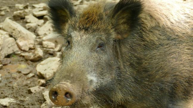 In Duitsland werden intussen al meer dan 1.000 gevallen van Afrikaanse varkenspest bij everzwijnen aangetroffen.