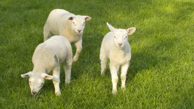 Jonge lammeren op de wei zullen al snel gras beginnen te eten.