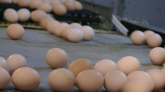 Door de fipronilcrisis werden heel wat eieren vernietigd en bedrijven geruimd.