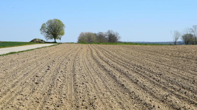 De koude temperaturen van de voorbije weken laten maar een trage start van het groeiseizoen op het veld zien. Suikerbieten kiemen heel traag en onkruidbestrijding in deze teelt is geen evidentie nu.