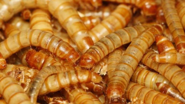 Het project wil zo kmo's helpen om hun activiteiten gericht op insecten gebaseerde voedingsmiddelen te ontwikkelen.