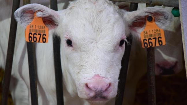 Het totale bedrag van de premie per steungerechtigde zoogkoe is 181 euro.