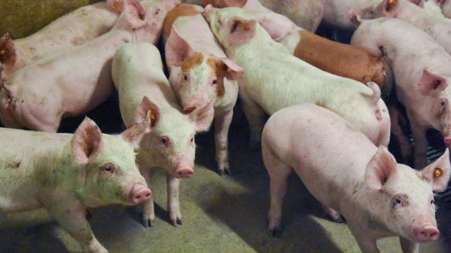 De raskeuze en stressgevoeligheid van de eindbeerlijn bepalen in grote mate de technologische en eetkwaliteit van varkensvlees, maar zeker ook het economische plaatje.