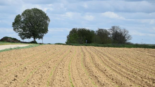 Volg de aanwezigheid van bladluizen in bietenvelden goed op.