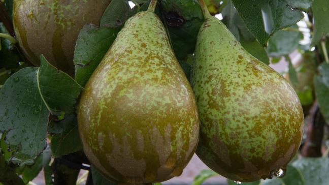 De campagne wil (tijdelijk) werklozen en studenten aantrekken om mee te oogsten nu het door het coronavirus moeilijker is buitenlandse seizoensarbeiders aan te trekken.