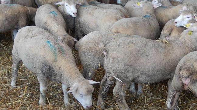 In Frankrijk is de schapenhouderij nog altijd belangrijk, zowel op productievlak als voor de instandhouding van het platteland.