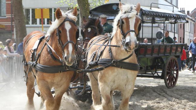 Voorzitter Frans Van Laerhoven met een vierspan tijdens een menwedstrijd in Vilvoorde.