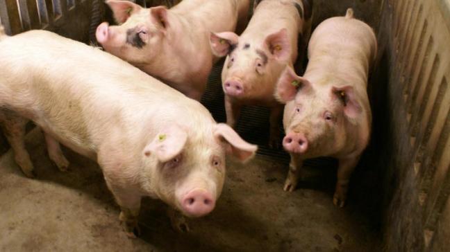 Knelpunten in de varkenssector zijn een agendapunt in bilaterale gesprekken tussen de Vlaamse overheid en verschillende partners in de keten.