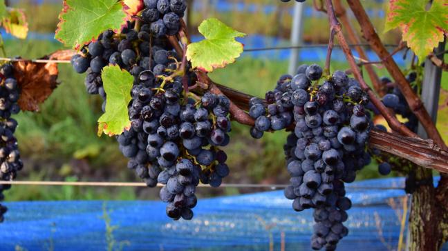 Vlaamse wijnen zijn interessante producten die kunnen passen onder de verhaallijn van ‘Vlaamse producten’.  Vlaanderen is echter nog niet klaar om zich internationaal te positioneren met een aparte verhaallijn rond wijn, zoals we bijvoorbeeld wel doen met onze ‘bieren’ , stelt Vlaams toerismeminister Zuhal Demir.