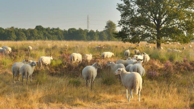 Momenteel start een kudde van ca. 300 dieren met begrazen. Dit seizoen wordt via Natuur en Bos en haar partners op het terrein gewerkt aan aanvulling tot ca. 1.000 schapen.