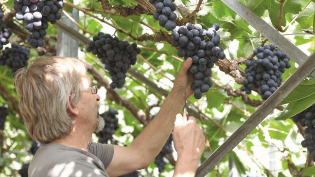 Door de hoge gemiddelde leeftijd blijft het aantal beroepstelers jaar na jaar dalen.