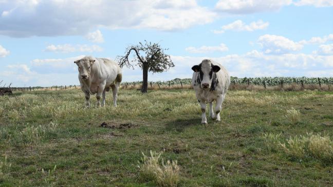 Uit de eerste duurzaamheidsmonitor van Belbeef blijkt dat de vleesveehouderij knappe inspanningen doet inzake duurzaamheid.
