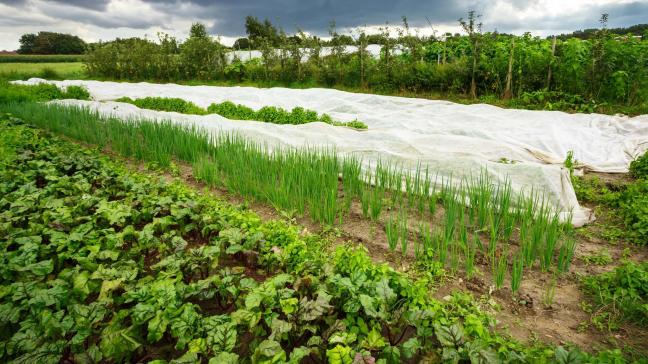 Volgens BioForum hebben we overal biodiversiteit nodig in ons landschap, niet alleen in natuur- of buffergebieden.