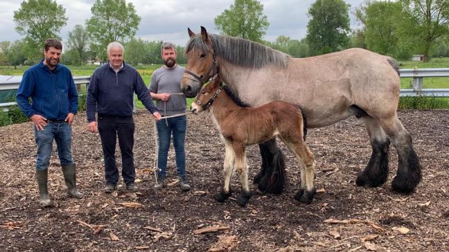 (v.l.n.r.)Dierenartsen Nick Moreels en Jozef Colman met Tom Vandenbossche uit Lebbeke, eigenaar van de merrie Iris du Malametz  en haar veulen.