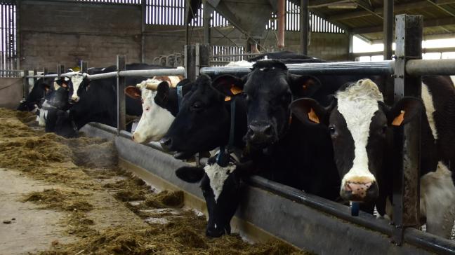 Ook de biologische melkveehouderij staat voor grote uitdagingen.
